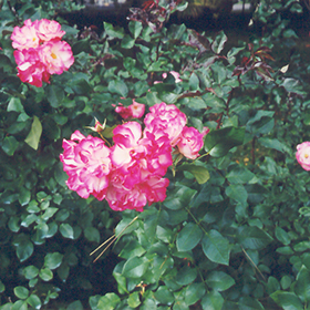 Plant Photo 5