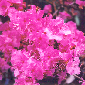 Plant Photo 6