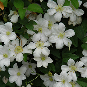 Plant Photo 3