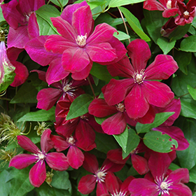Plant Photo 4