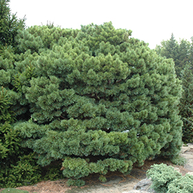 Plant Photo 7
