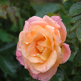 Plant Photo 5