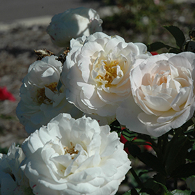 Plant Photo 2