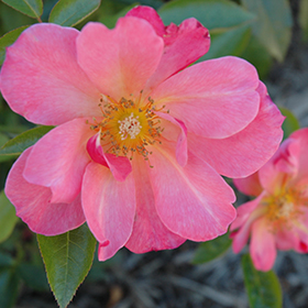 Plant Photo 5