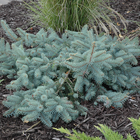 Plant Photo 2