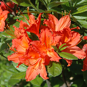 Plant Photo 1