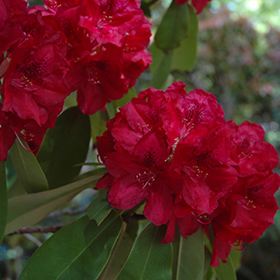 Plant Photo 6