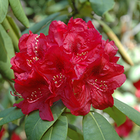 Plant Photo 8
