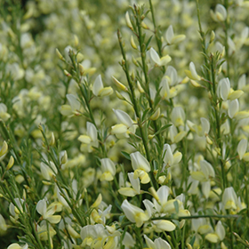 Plant Photo 3