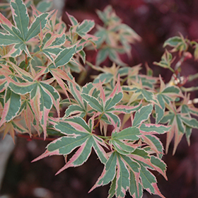 Plant Photo 8