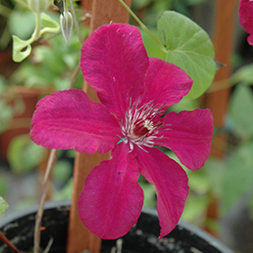Plant Photo 6