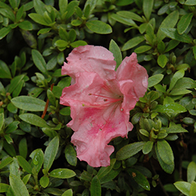 Plant Photo 5