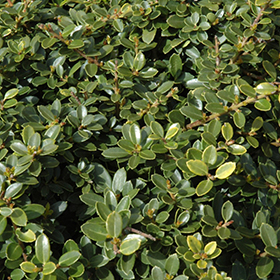 Plant Photo 6