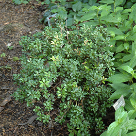 Plant Photo 4