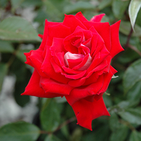 Plant Photo 10