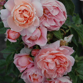 Plant Photo 8