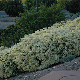 Plant Photo 2