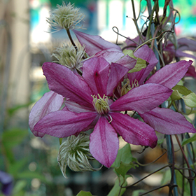 Plant Photo 7