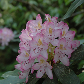 Plant Photo 4