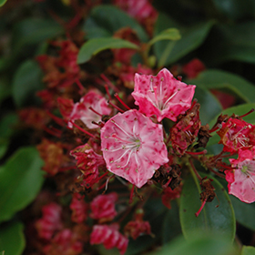 Plant Photo 8