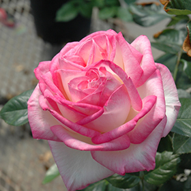 Plant Photo 1