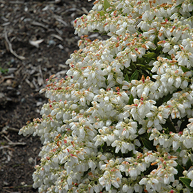 Plant Photo 6