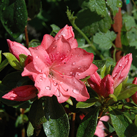 Plant Photo 2