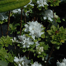 Plant Photo 3