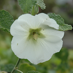 Plant Photo 8