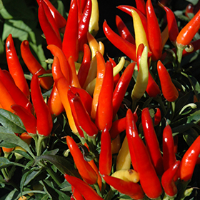 Plant Photo 1