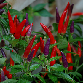 Plant Photo 2