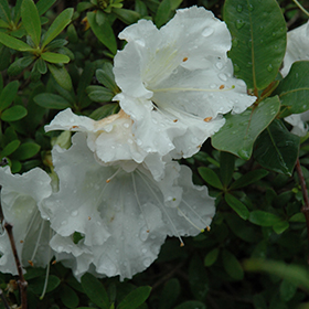 Plant Photo 6