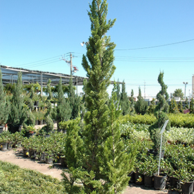 Plant Photo 3