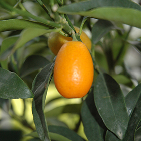 Plant Photo 2
