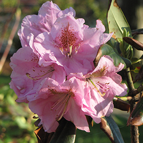 Plant Photo 10