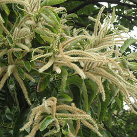 Plant Photo 7