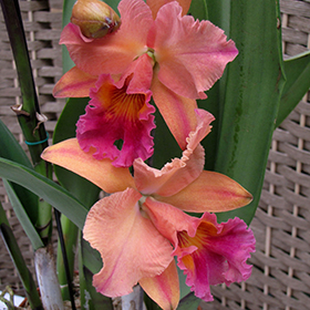 Plant Photo 4