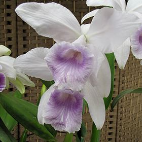 Plant Photo 3