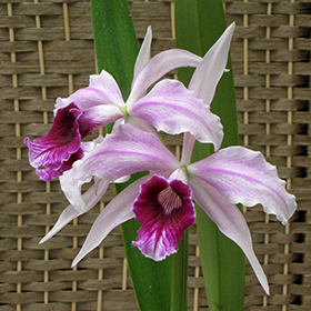 Plant Photo 6