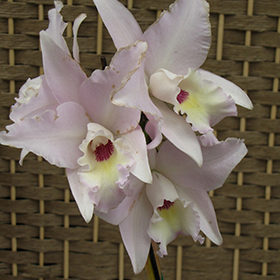 Plant Photo 5