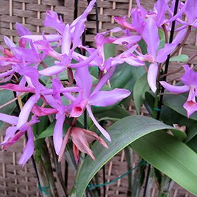 Plant Photo 7