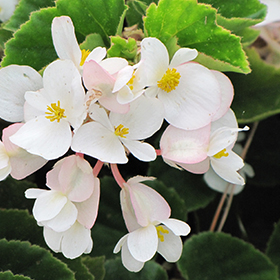 Plant Photo 4