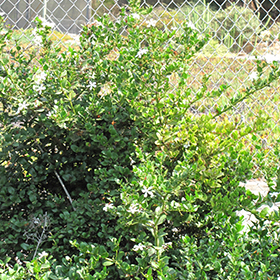 Plant Photo 10