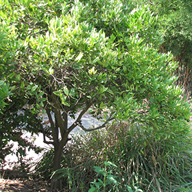 Plant Photo 1