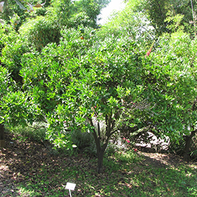 Plant Photo 7