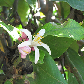 Plant Photo 5