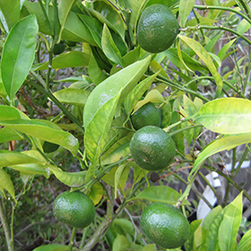 Plant Photo 3
