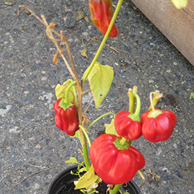 Plant Photo 1