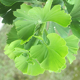 Plant Photo 5