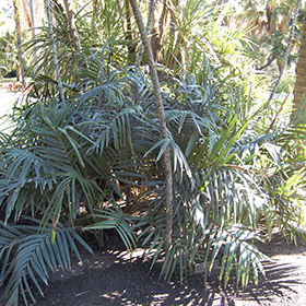 Plant Photo 2